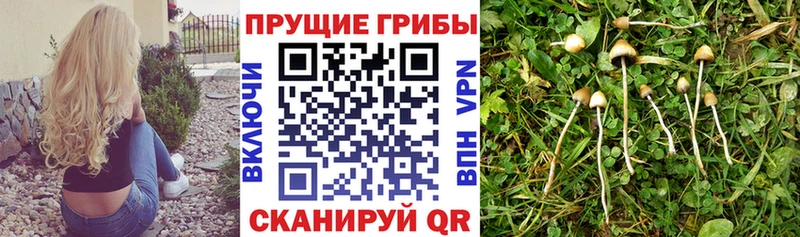Купить закладки  Александров  Псилоцибиновые грибы GOLDEN TEACHER 